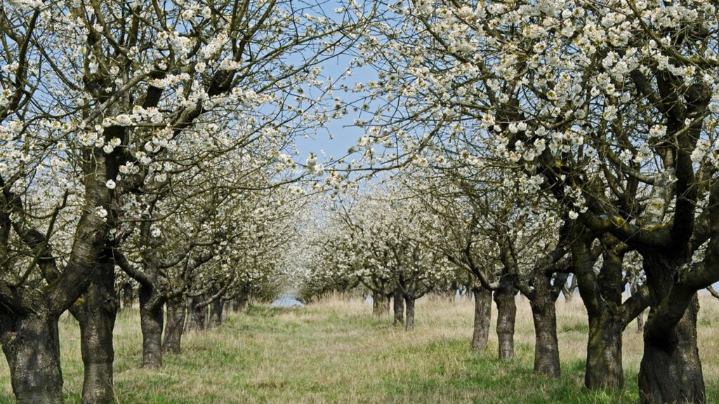 Verticillosi: sintomi e cosa fare contro questa malattia fungina che colpisce i ciliegi (e non solo)