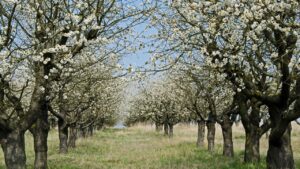 Verticillosi: sintomi e cosa fare contro questa malattia fungina che colpisce i ciliegi (e non solo)