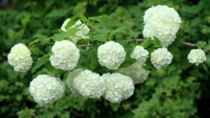Alternativa compatta alle ortensie per giardini di piccole dimensioni
