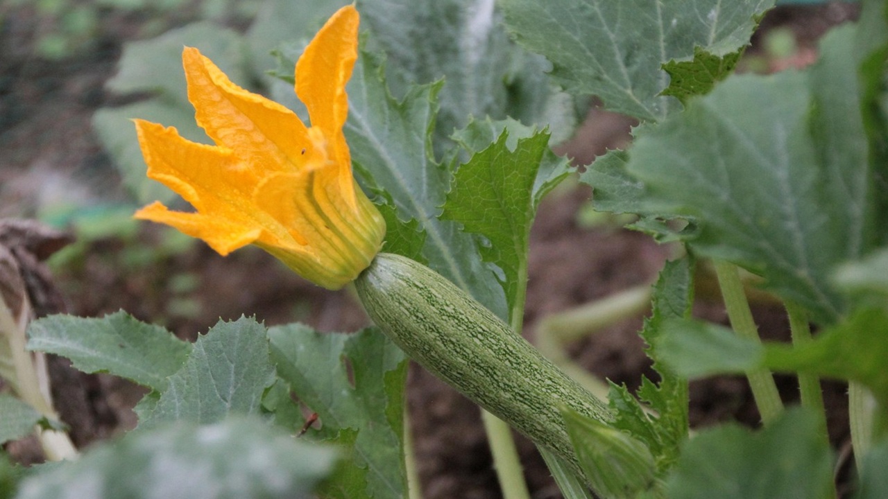 zucchine fiori