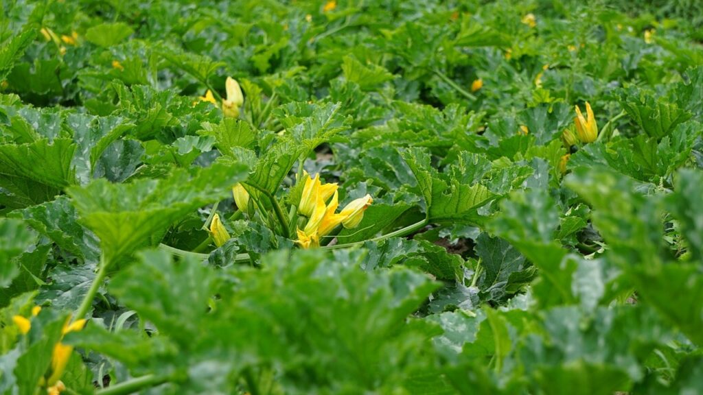 Zucchine grandi? 5 consigli per ortaggi sani e gustosi