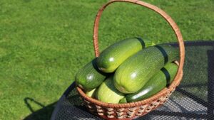 Come aumentare il raccolto di zucchine usando due ingredienti