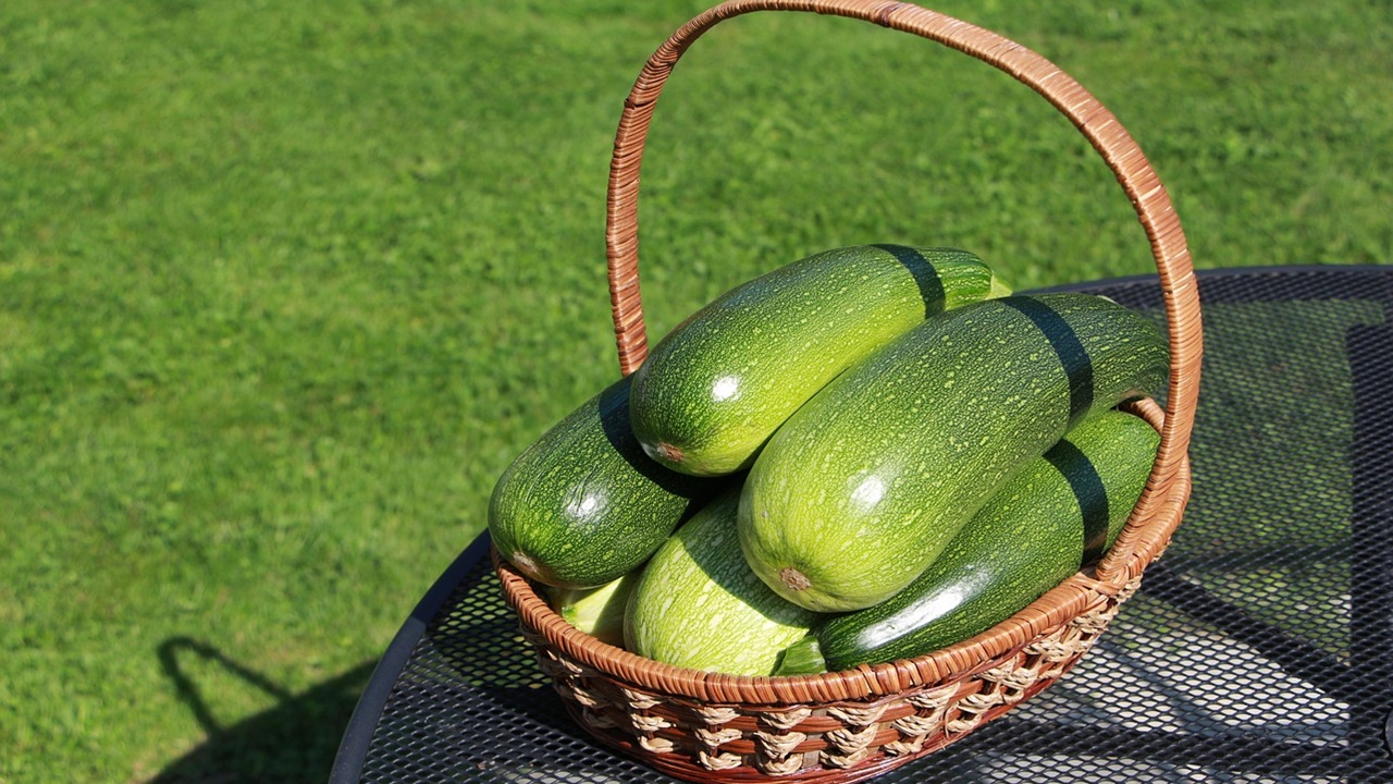zucchine raccolto