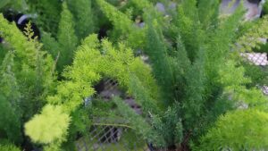 Asparagus Densiflorus “Meyersii”: come coltivare l’insolita coda di volpe