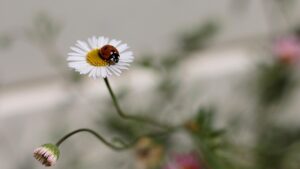 Erigeron karvinskianus: trucchi per coltivare con successo l’erba pulicaria messicana