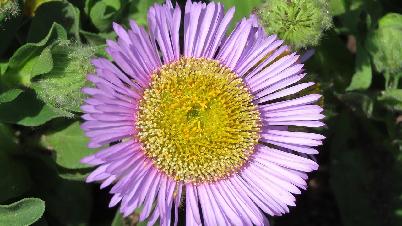 Erigeron karvinskianus fiore