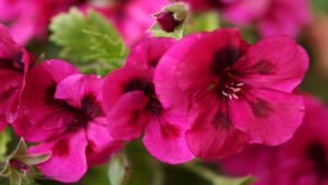 Pelargonium graveolens: come coltivare con successo questa pianta dalle foglie di velluto