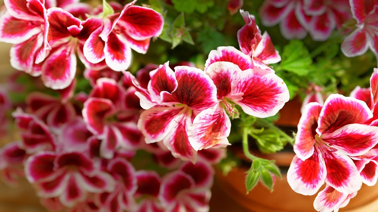pelargonium graveolens fiori