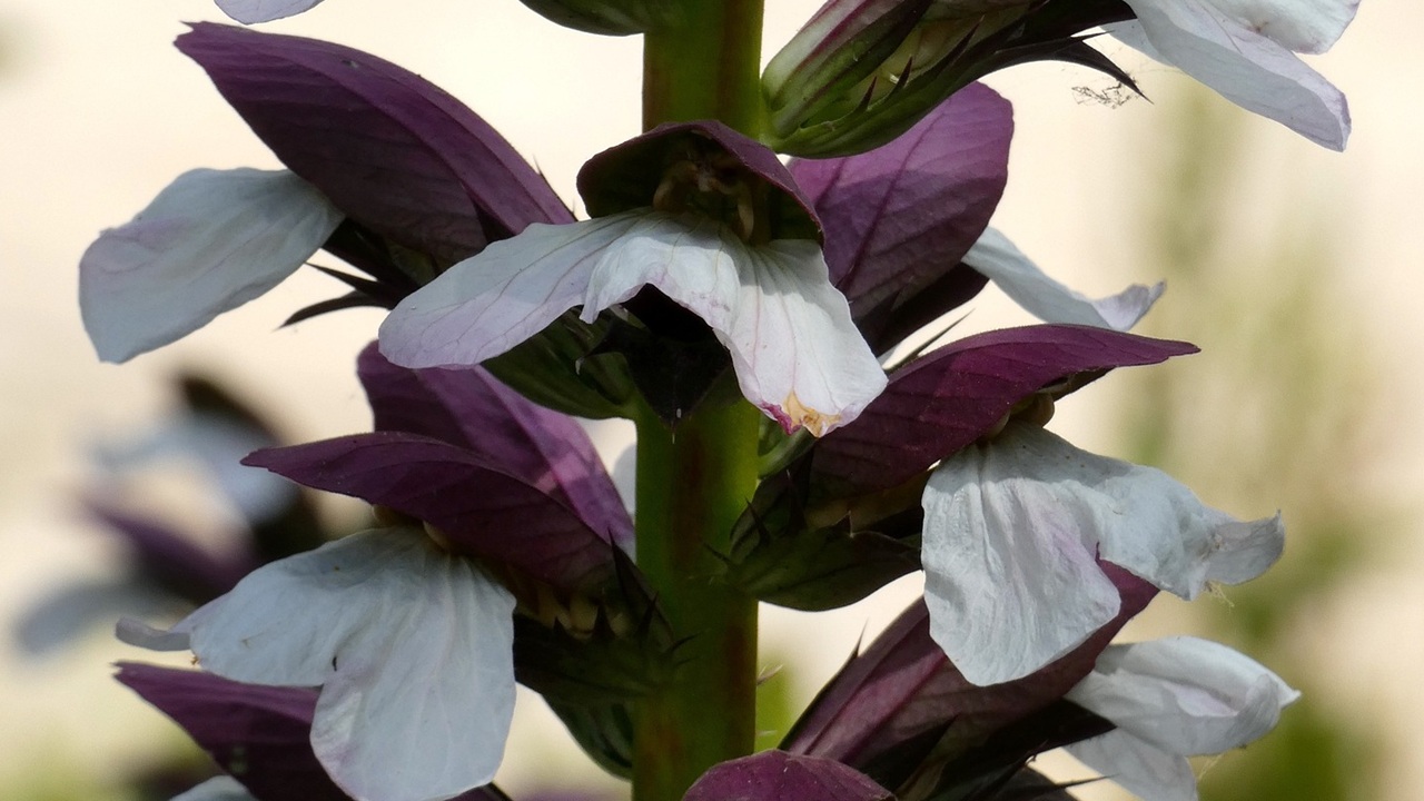 acanthus mollis
