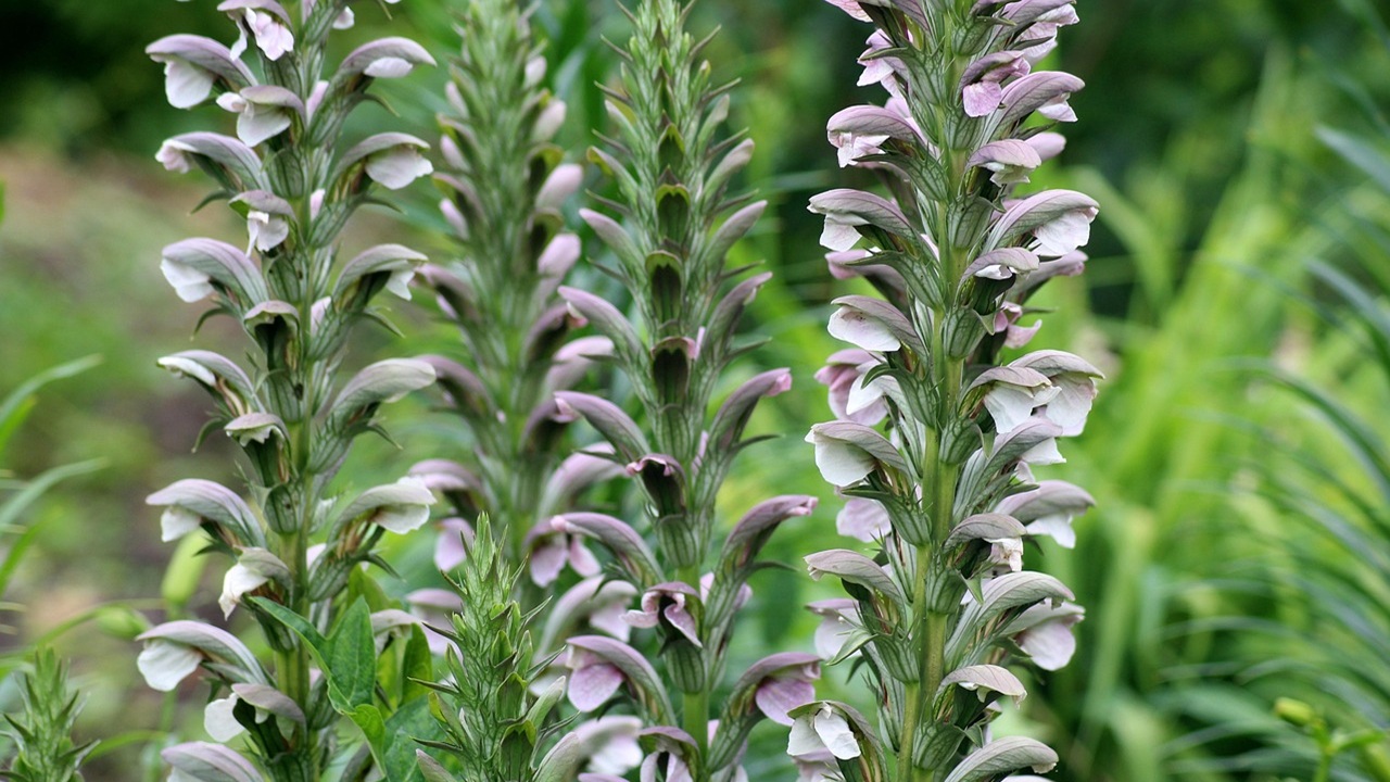 acanthus