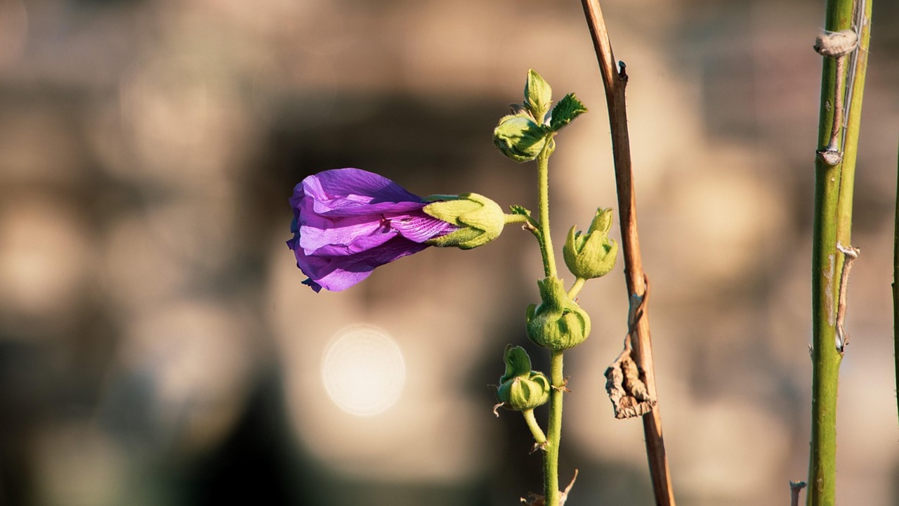alcea rosea bocciolo