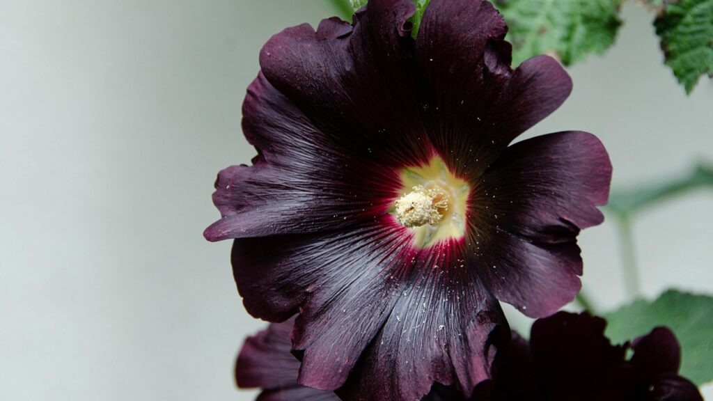 Alcea rosea ‘Nigra’: come coltivare con successo questa malvarosa dark