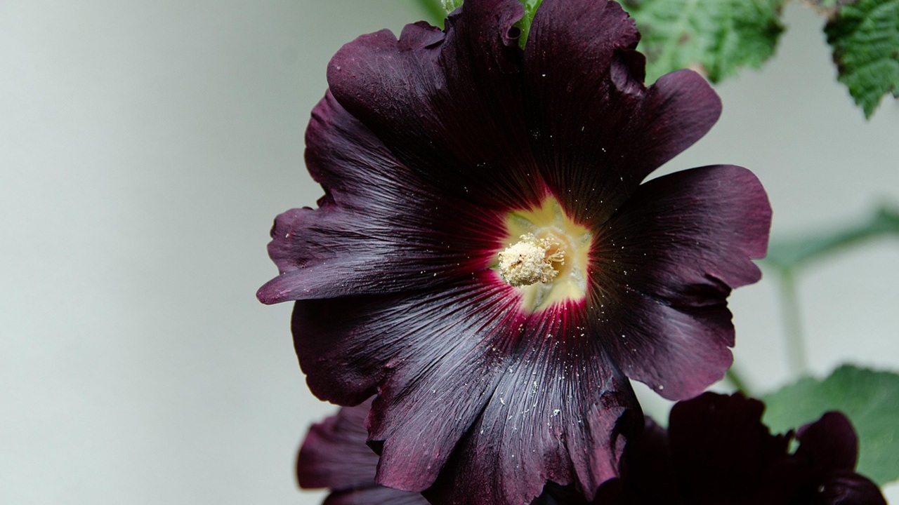 alcea rosea nigra