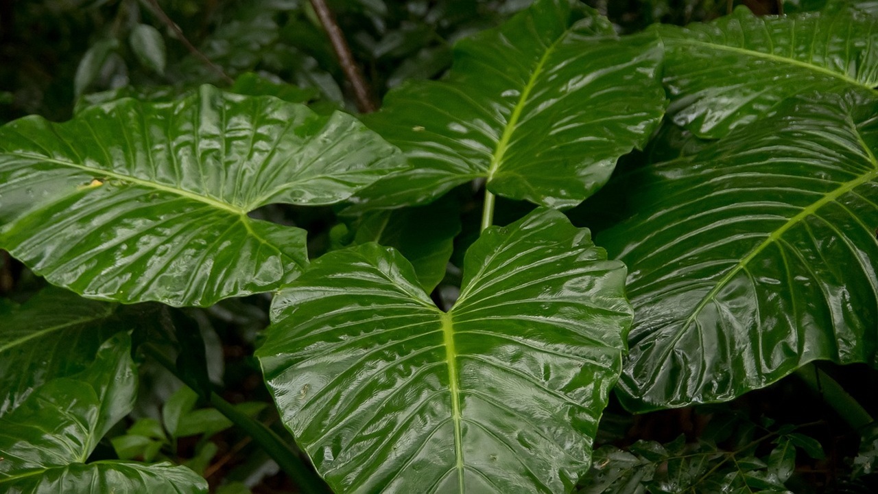 alocasia