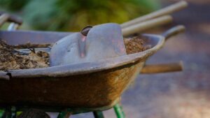 Quali sono i migliori ammendanti per il terriccio dell’orto?