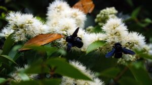 Api carpentiere: sono un pericolo per il giardino? Come allontanarle?