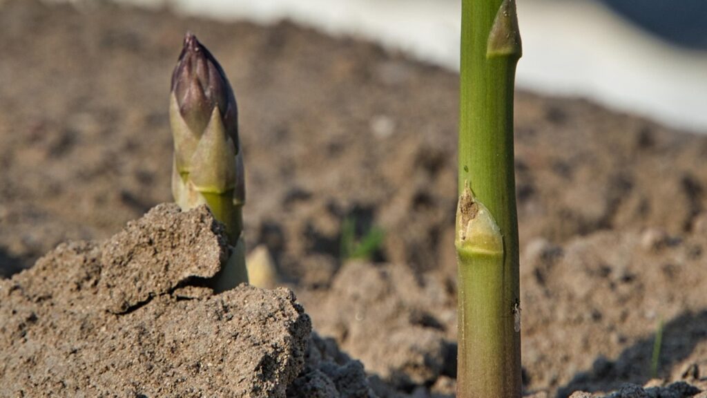 Vuoi un raccolto abbondante di asparagi? Allora evita questi errori