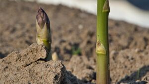 Vuoi un raccolto abbondante di asparagi? Allora evita questi errori