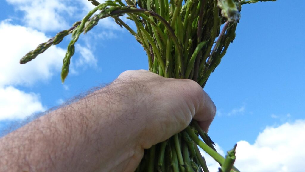 Si possono raccogliere gli asparagi selvatici?