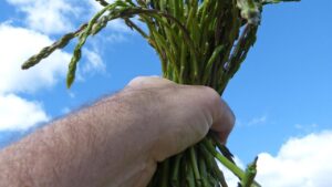 Si possono raccogliere gli asparagi selvatici?