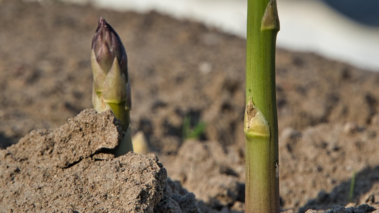 asparagi