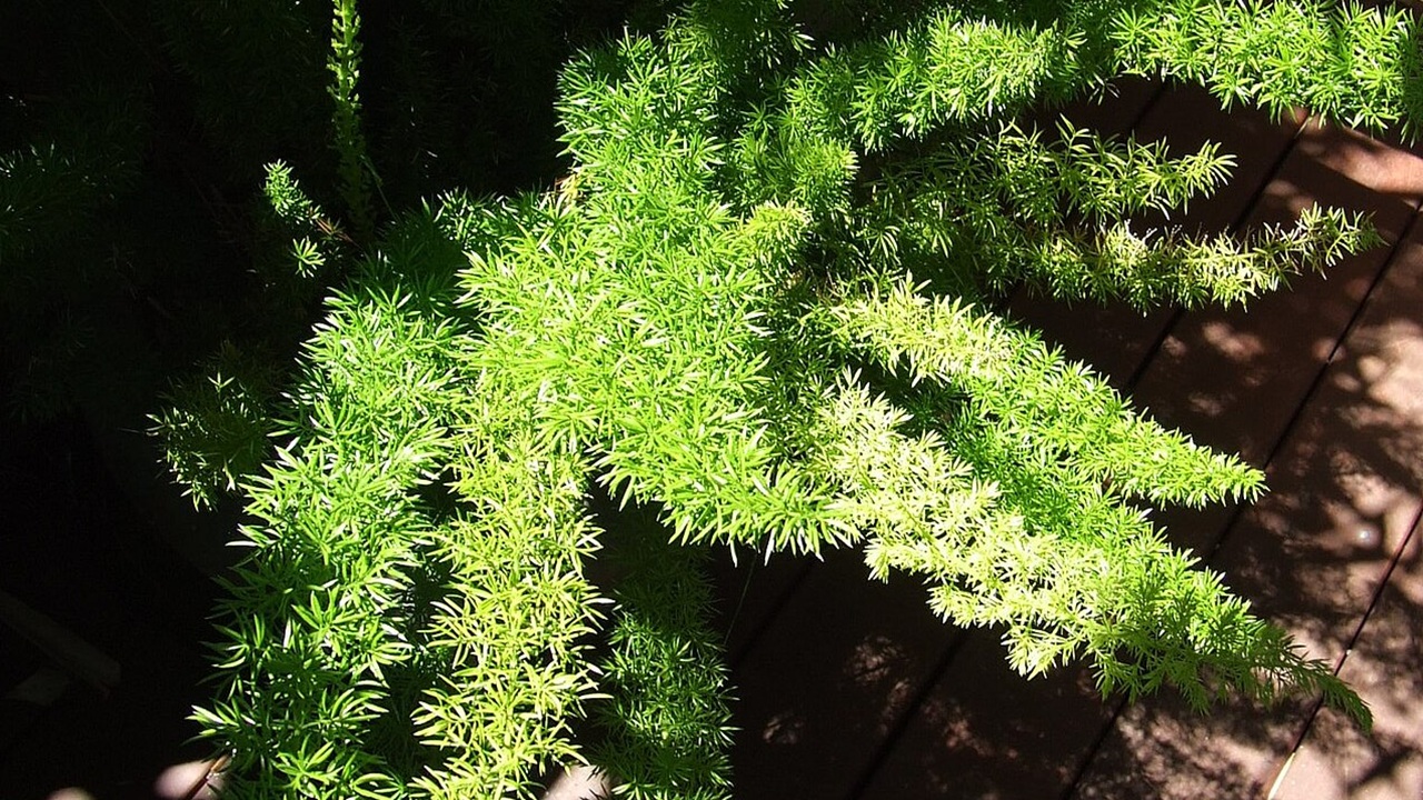 asparagus