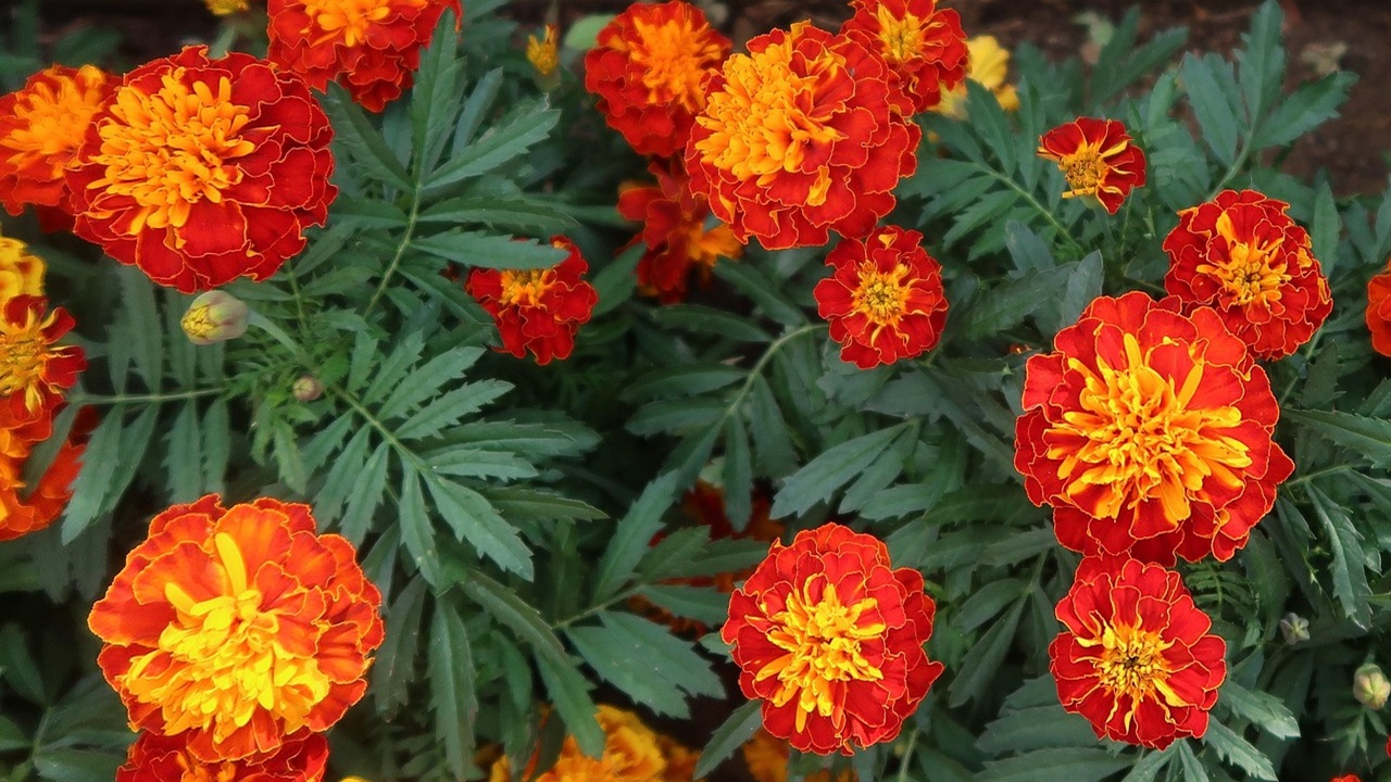 calendule fiori orto