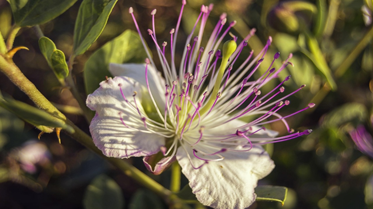 capperi fiori