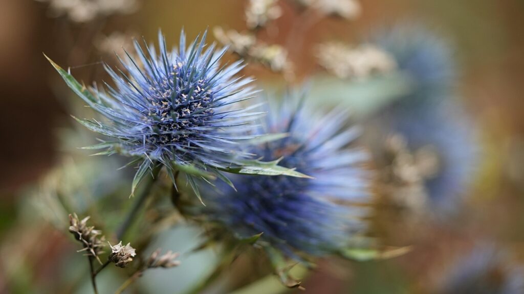 Cardo marino: come coltivare con successo l’Eryngium dai riflessi blu metallici