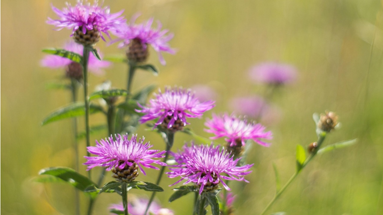 centaurea jacea