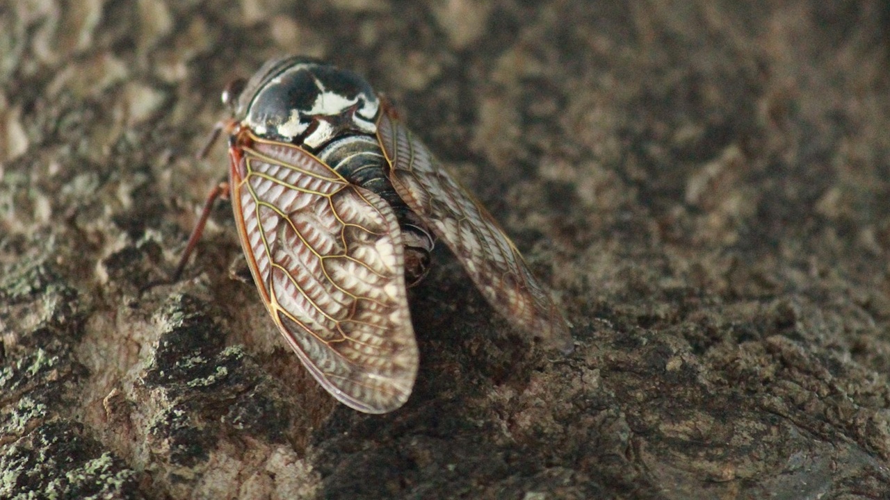 cicala