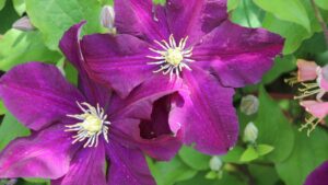 Clematidi: come prendersene cura per avere fioriture esplosive