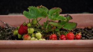 Come coltivare le fragole in casa: i consigli di chi ci ha già provato