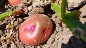 6 cose da sapere prima di iniziare a coltivare le patate