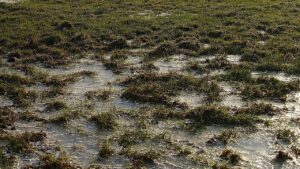 Come migliorare il drenaggio del giardino a seconda del tipo di terreno