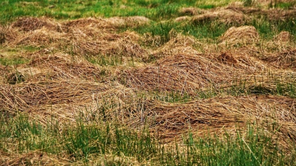 Come riciclare l’erba degli sfalci per la pacciamatura