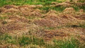 Come riciclare l’erba degli sfalci per la pacciamatura