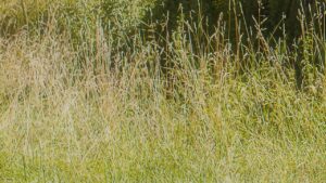 Come recuperare un giardino invaso dalle erbacce: consigli pratici