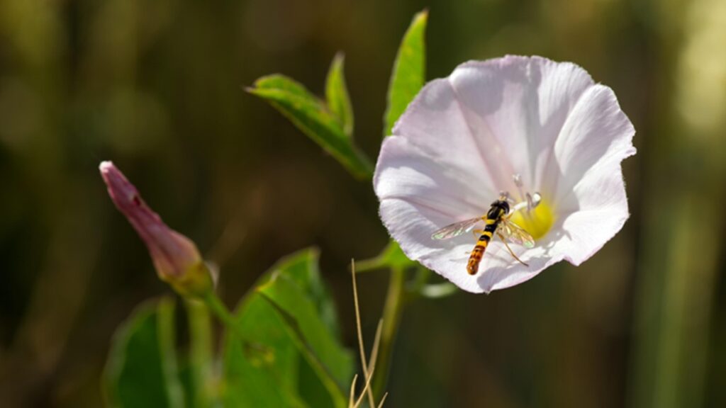 Erbe infestanti nell’orto: quali sono le più comuni?
