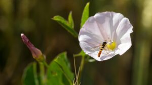 Erbe infestanti nell’orto: quali sono le più comuni?