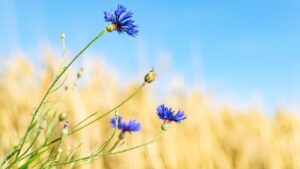 5 fiori a crescita rapida capaci di resistere alla siccità