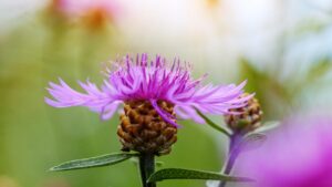 Fiordaliso stoppione: la pianta infestante che invade i campi di grano