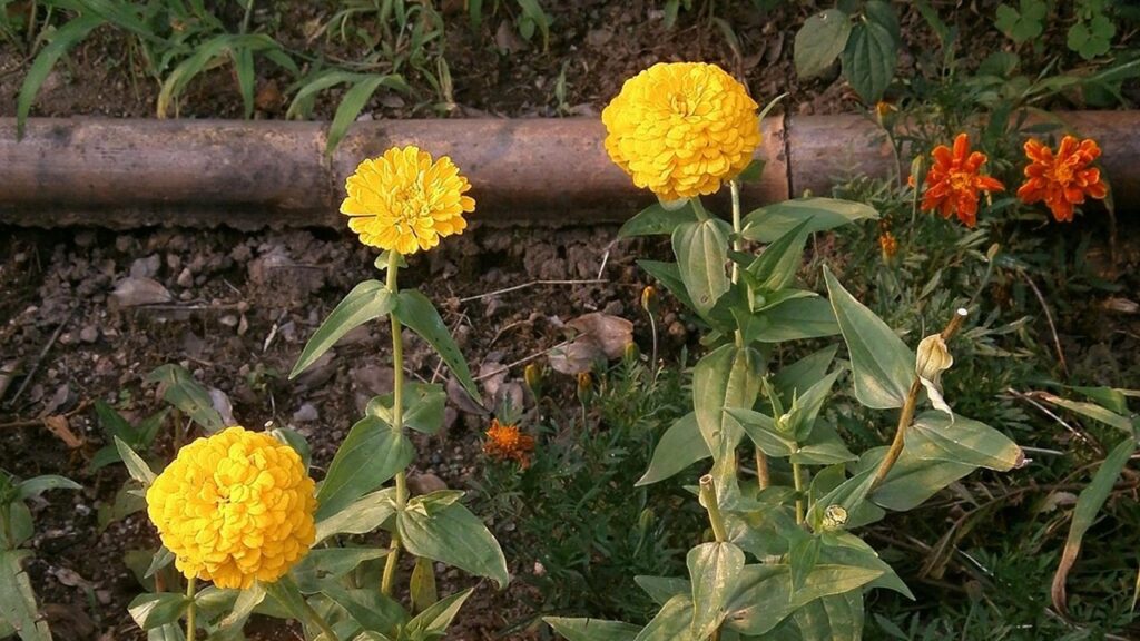 3 cose da sapere prima di installare una fioriera rialzata in giardino