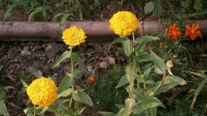 3 cose da sapere prima di installare una fioriera rialzata in giardino
