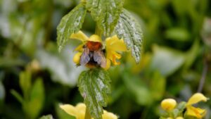 Giardini selvatici e a bassa manutenzione? Provate con ortiche ed erbacce