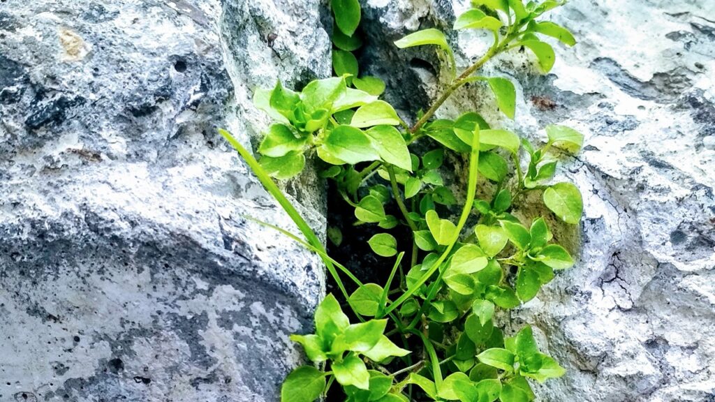 Giardino senza erbacce? Ecco i 5 amici fondamentali del giardiniere