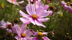 7 piante del giardino estivo impossibili da uccidere (forse)