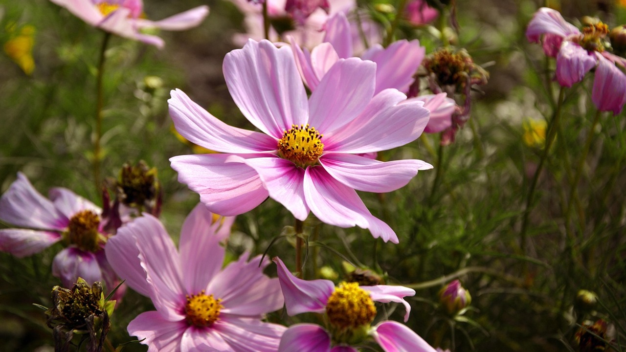 giardino estivo cosmea