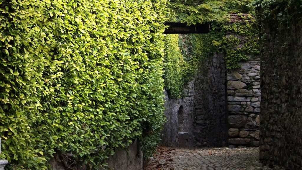 7 trucchi per rendere più luminoso un giardino esposto a nord