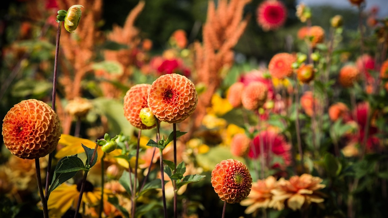 giardino